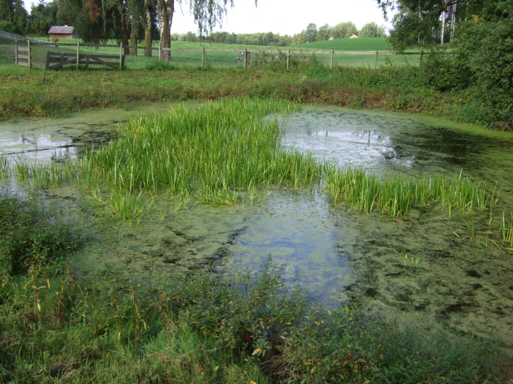 Dørum gardsdam1 2008